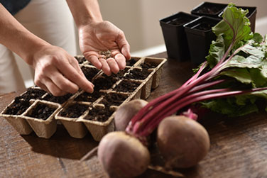 Beets and garden